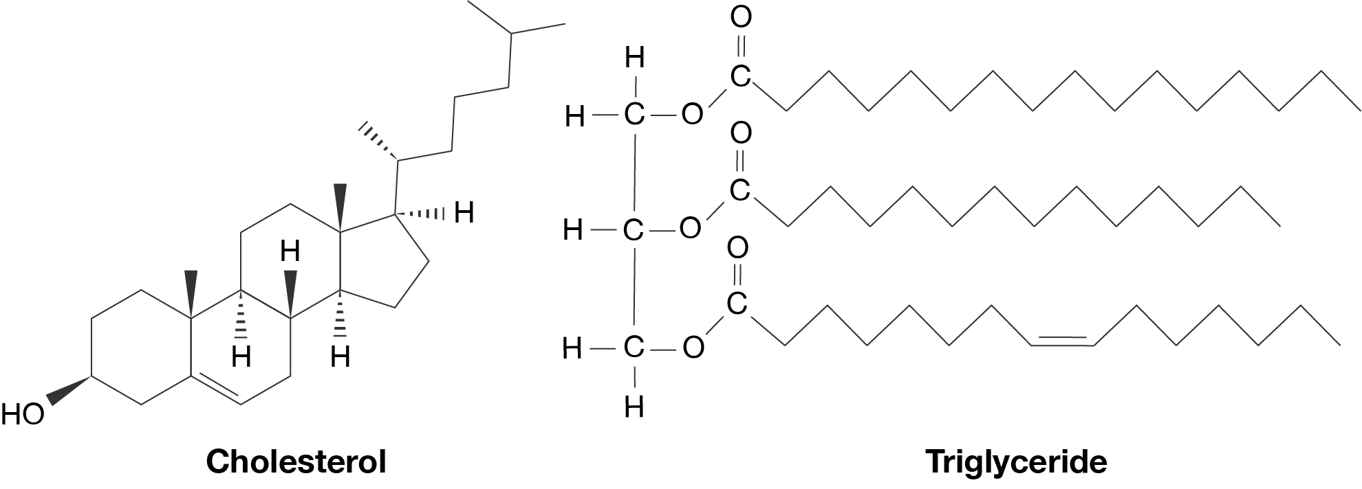 The chemical structures of cholesterol and a triglyceride.